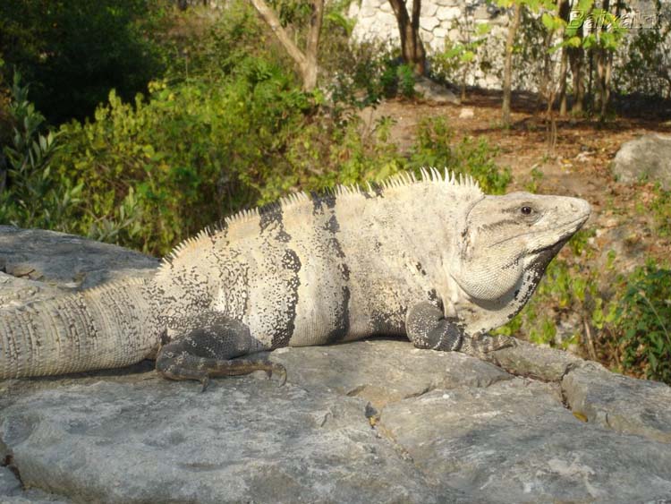 Iguana 3.jpg